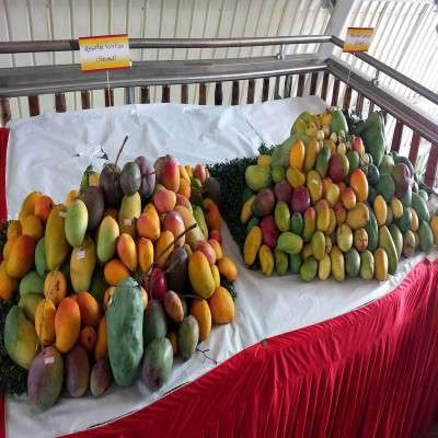 Mango Festival Travel
